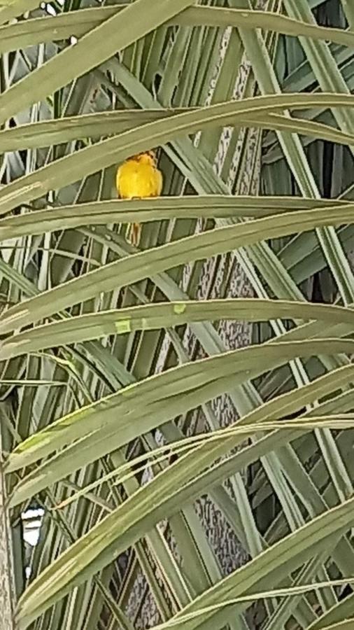 Pousada Canto Dos Passaros Alto Paraiso de Goias Ngoại thất bức ảnh