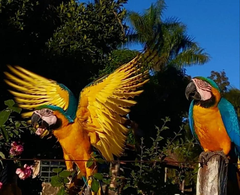 Pousada Canto Dos Passaros Alto Paraiso de Goias Ngoại thất bức ảnh